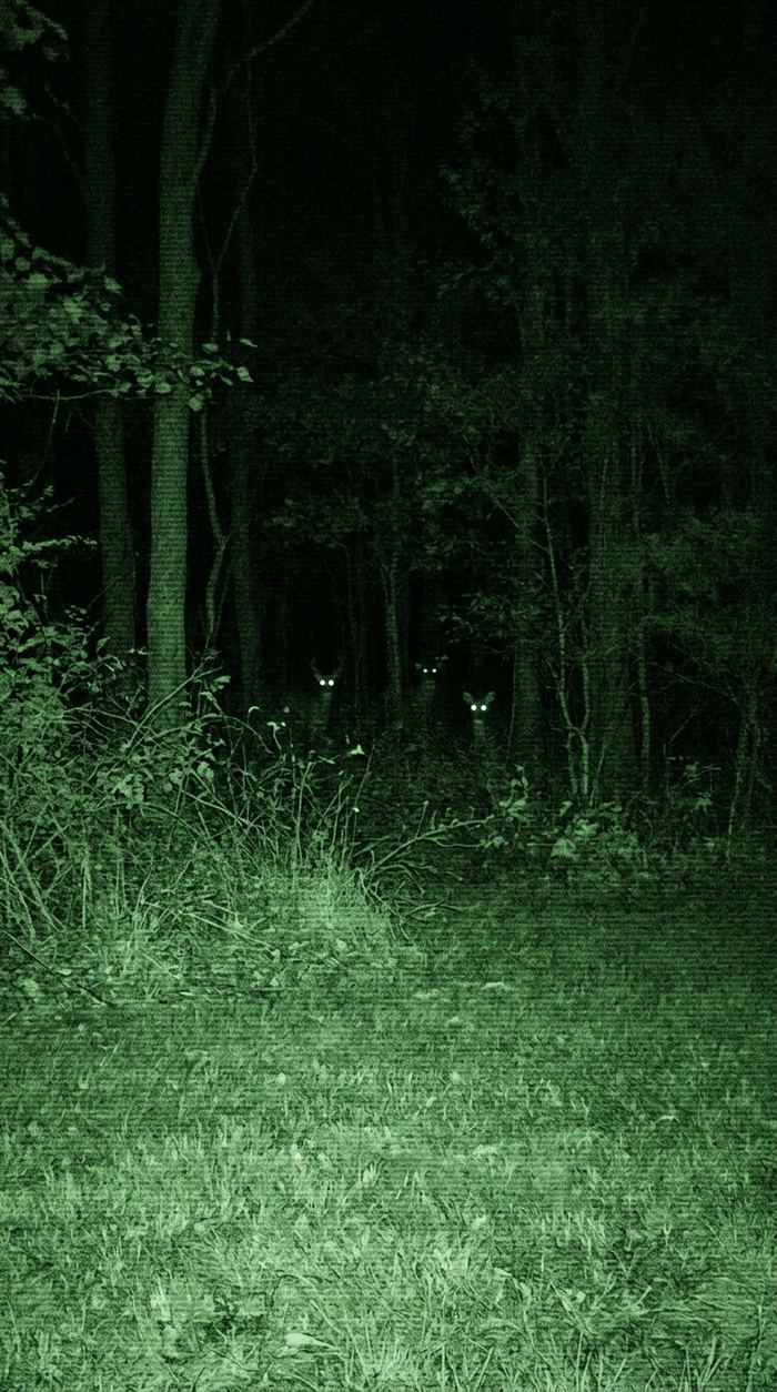 Eyeshine of animals watching from a dark treeline