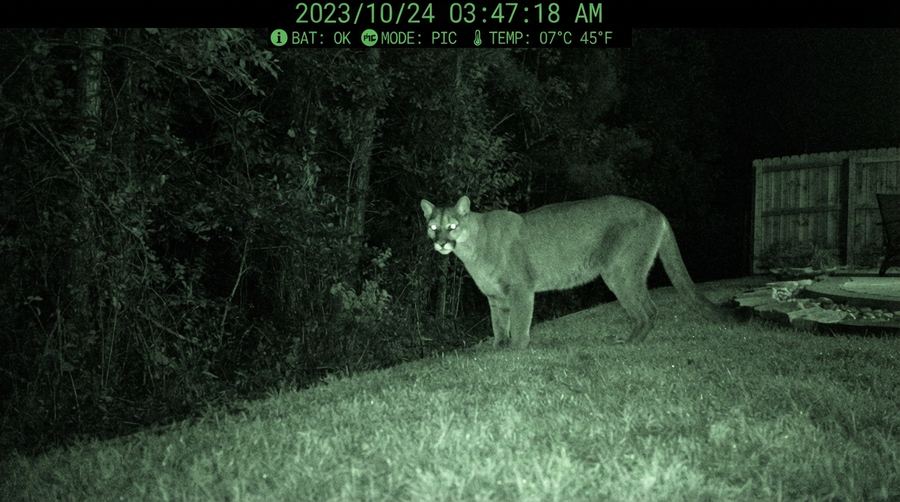 Trail camera still of a mountain lion in a backyard at night